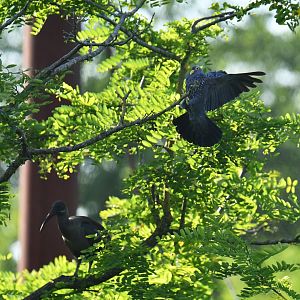 African olive pigeon (Columba arquatrix)