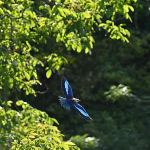 Blue bellied roller (Coracias cyanogaster)