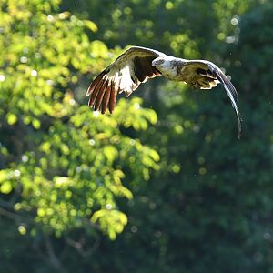 Palm vulture (Gypohierax angolensis)