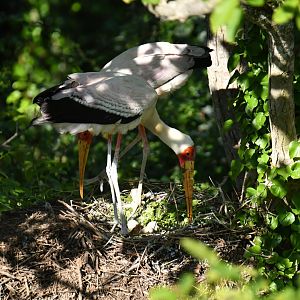 Yellow-billed stork (Mycteria ibis)