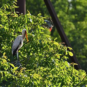 Photobomb by Congo grey parrot (Pssittacus erithacus)
