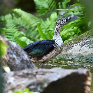 African Comb Duck (Sarkidiornis melanotos)