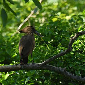 Hamerkp (Scopus umbretta)