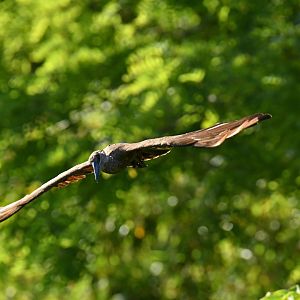 Hamerkp (Scopus umbretta)