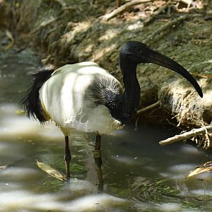 Sacred ibis (Threskiornis aethiopicus)