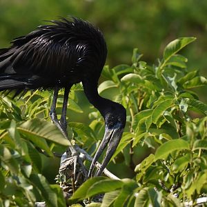 African openbill (Anastomus lamelligerus)