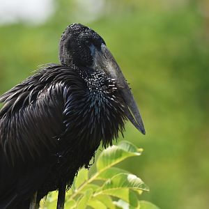 African openbill (Anastomus lamelligerus)