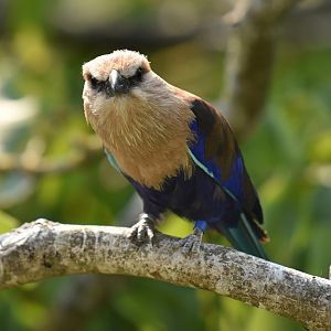 Blue-bellied roller (Coracis cyanogaster)