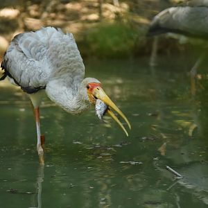 Yellow-billed stork (Mycteria ibis)