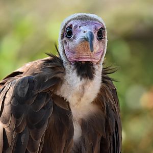 Hooded vulture (Necrosyrtes monachus)