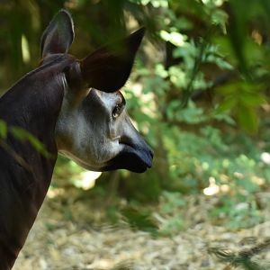 Okapi (Okapia johnstoni)