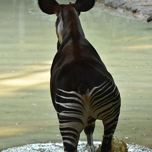 The amphibious okapi !