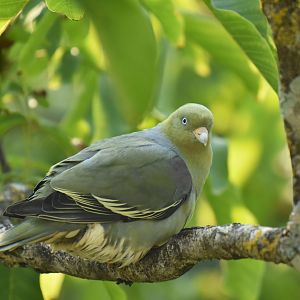 African green pigeon (Treron calvus)