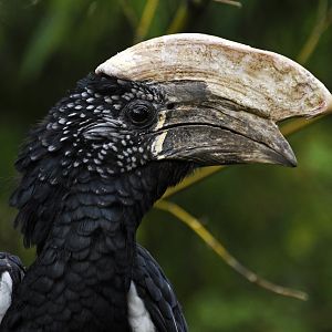 Silvery-cheeked hornbill (Bycanistes brevis)