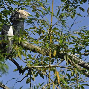 Silvery-cheeked hornbill (Bycanistes brevis)