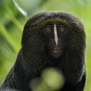 Owl-faced monkey (Cercopithecus hamlyni)