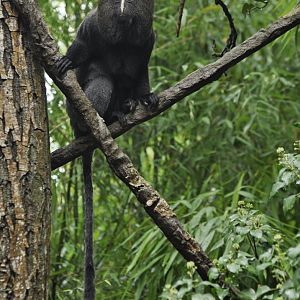 Owl-faced monkey (Cercopithecus hamlyni)
