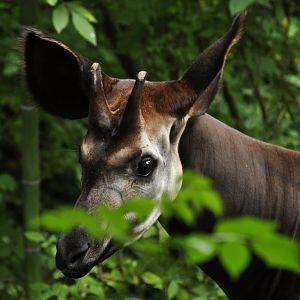 Okapi (Okapi johnstoni)