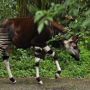 Okapi (Okapi johnstoni)