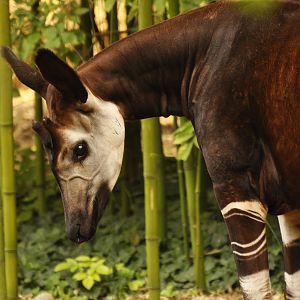Okapi (Okapi johnstoni)