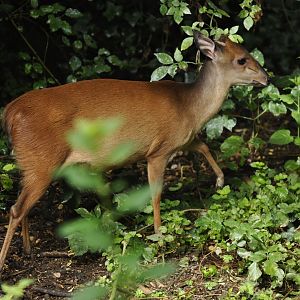 Natal red duiker (Cephalophus natalensis)