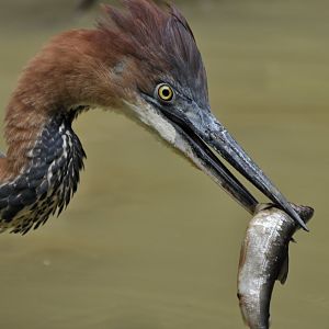 Goliath heron (Ardea goliath)