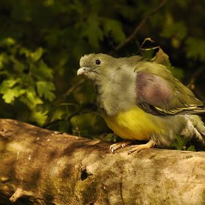 Bruce's Green-Pigeon (Treron waalia)