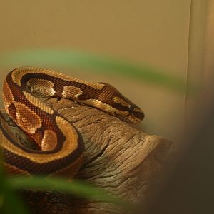 Royal python