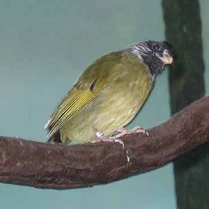 Collared Finch-Billed Bulbul