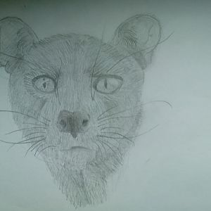 Fossa head
