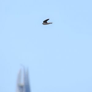 House martin and the Shard