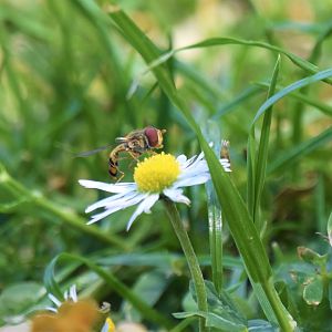 Hoverfly? ID