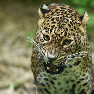 Ceylan leopard (Panthera pardus kotiya)