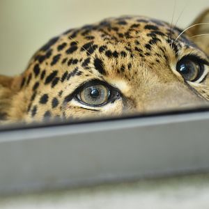 Javan leopard (Panthera pardus melas)