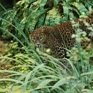 Ceylan leopard (Panthera pardus kotiya)