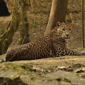 Ceylan leopard (Panthera pardus kotiya)