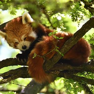 Red panda (Ailurus fulgens)