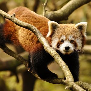 Red panda (Ailurus fulgens)
