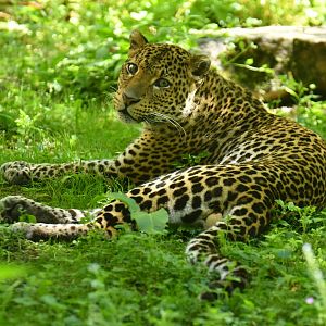 Javan leopard (Panthera pardus melas)