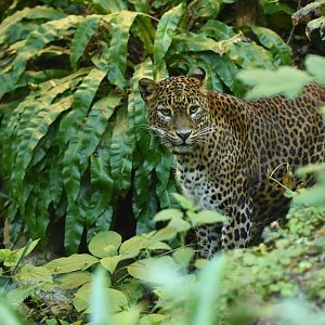 Ceylan leopard (Panthera pardus kotiya)