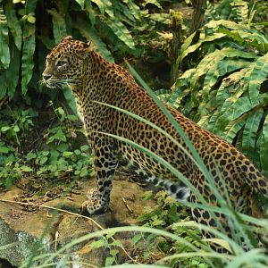 Ceylan leopard (Panthera pardus kotiya)