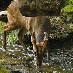 Reeve's Muntjack (Muntiacus reevesi)