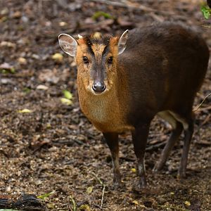 Reeve's Muntjack (Muntiacus reevesi)