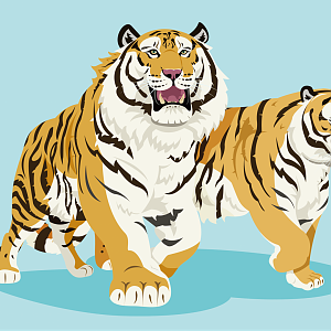 Amur tigers