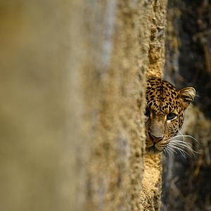 Javan leopard (Panthera pardus melas)