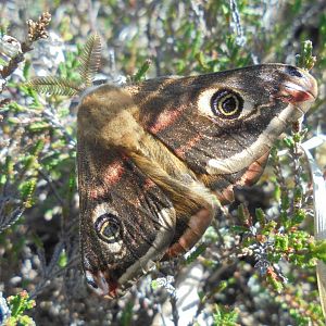 Emperor moth (male)  Dorset.