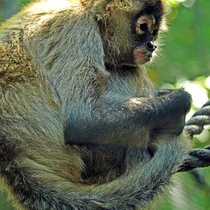Black-handed Spider Monkey