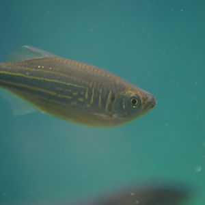 Unknown Fish (Fort Worth Zoo, August 2019)