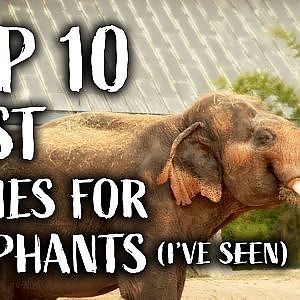 The 10 Best Elephant Exhibits (I've Seen)