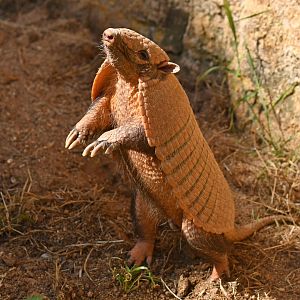 Six-banded armadillo (Euphractus sexcinctus)